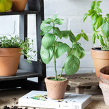 Faux Plant FAUX BASIL PLANT IN WINDOWSILL POT