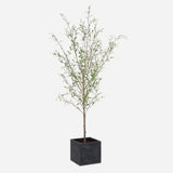 Home Accents Abundance Potted Olive Tree