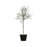 Home Accents Faux Thyme Topiary in Pot