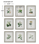 Wall Art Antique Botanicals Framed Prints, S/9