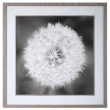 Wall Art Dandelion Seedhead Framed Print