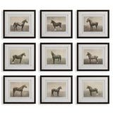 Wall Art Equine Dynasty Framed Prints // Set of 9