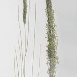 Wall Art Forest Finds Framed Prints, S/6