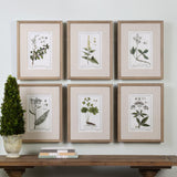 Wall Art Green Floral Botanical Study Prints S/6