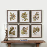 Wall Art Seedlings Framed Prints S/6