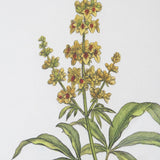 Wall Art Wildflower Study Framed Prints, S/4