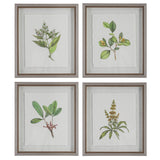 Wall Art Wildflower Study Framed Prints, S/4