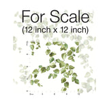 Wallpaper Creeping Fig Vine Wallpaper // Green