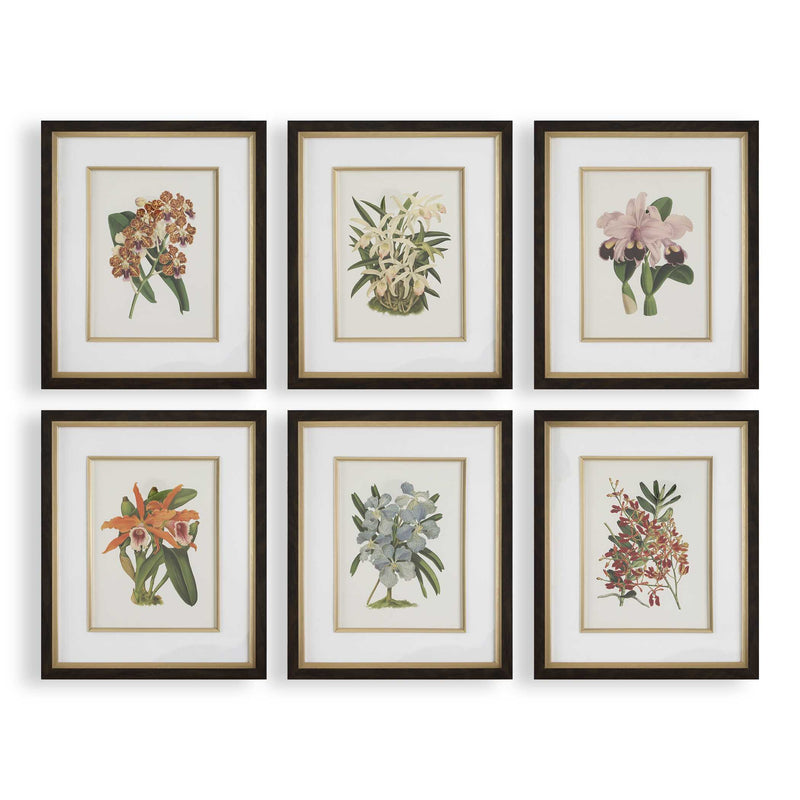 Wall Art Orchid Botanical Framed Prints // Set of 6 
