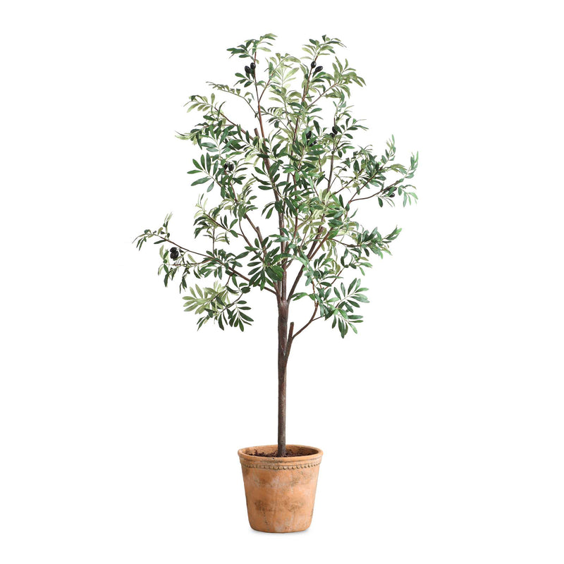 Home Accents Olea Potted Olive Tree 