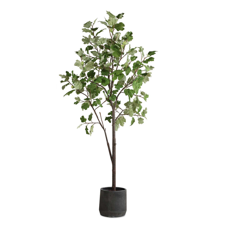 Home Accents Eden Potted Fig Tree 