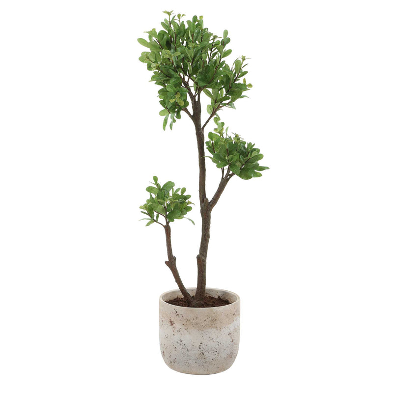 Home Accents Arbor Strawberry Tree 