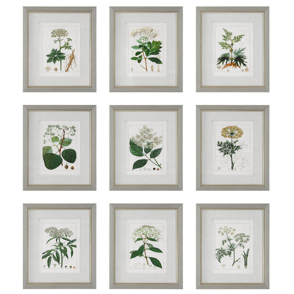 Wall Art Antique Botanicals Framed Prints, S/9 