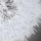 Wall Art Dandelion Seedhead Framed Print 