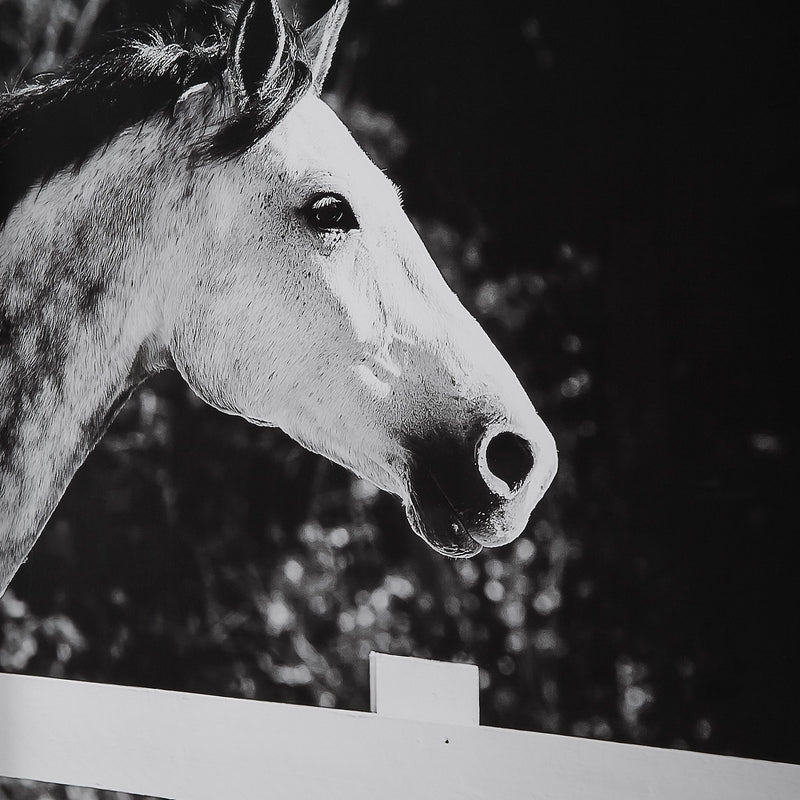 Wall Art Galloping Forward Equine Prints, Set/3 