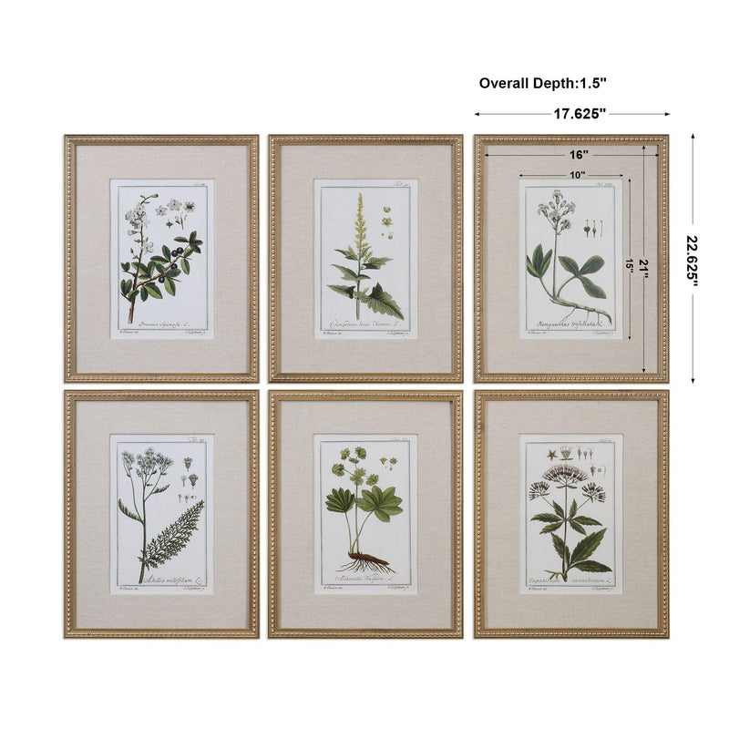 Wall Art Green Floral Botanical Study Prints S/6 