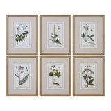 Wall Art Green Floral Botanical Study Prints S/6 