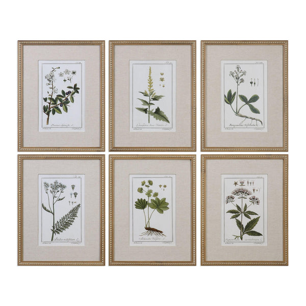 Wall Art Green Floral Botanical Study Prints S/6 