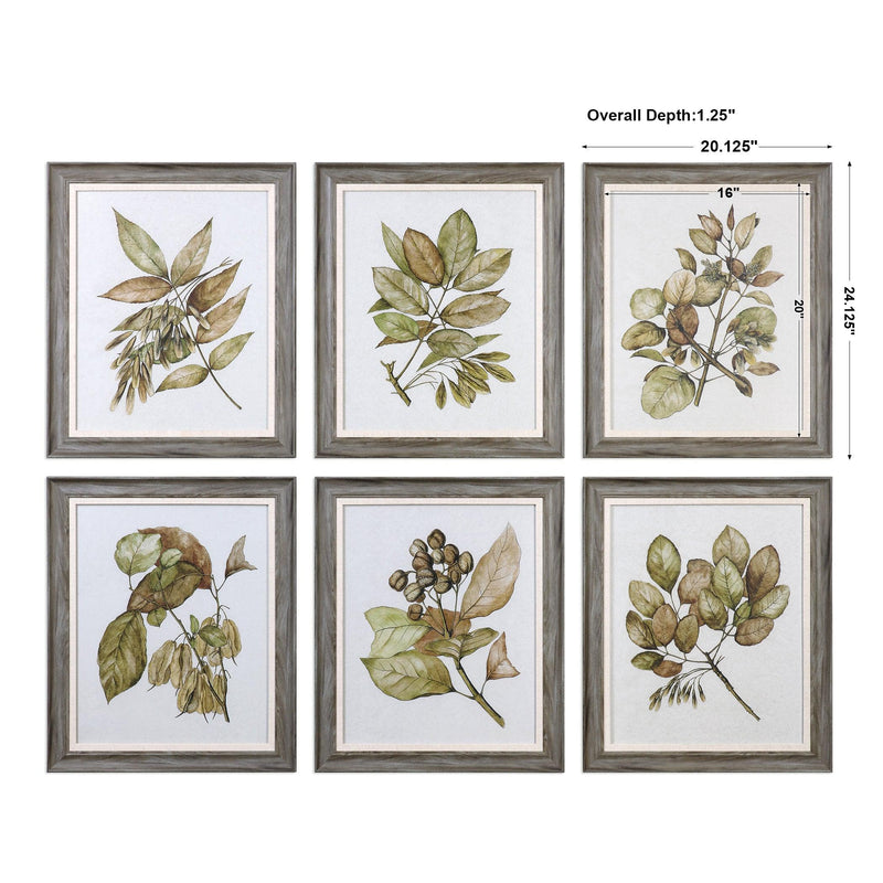Wall Art Seedlings Framed Prints S/6 