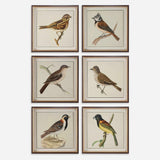 Wall Art Spring Soldiers Bird Prints, S/6 