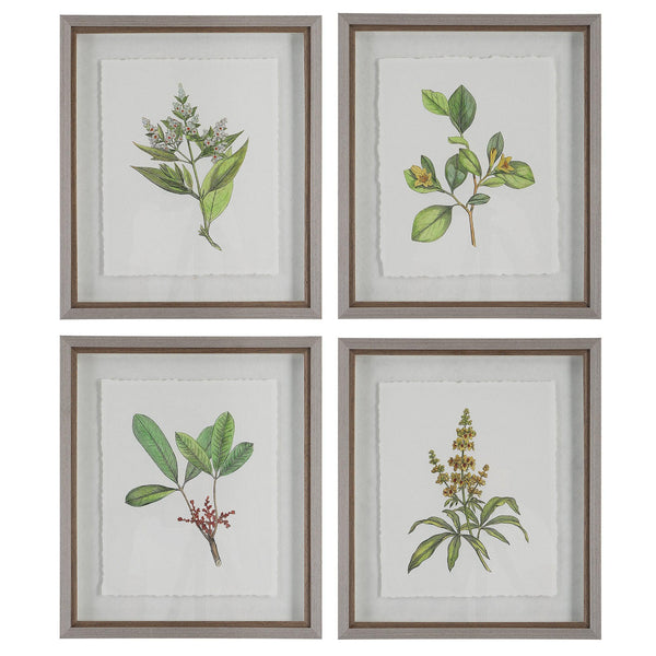 Wall Art Wildflower Study Framed Prints, S/4 