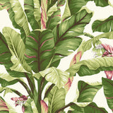 Wallpaper Banana Leaf Wallpaper // Dark Brown & Pink 