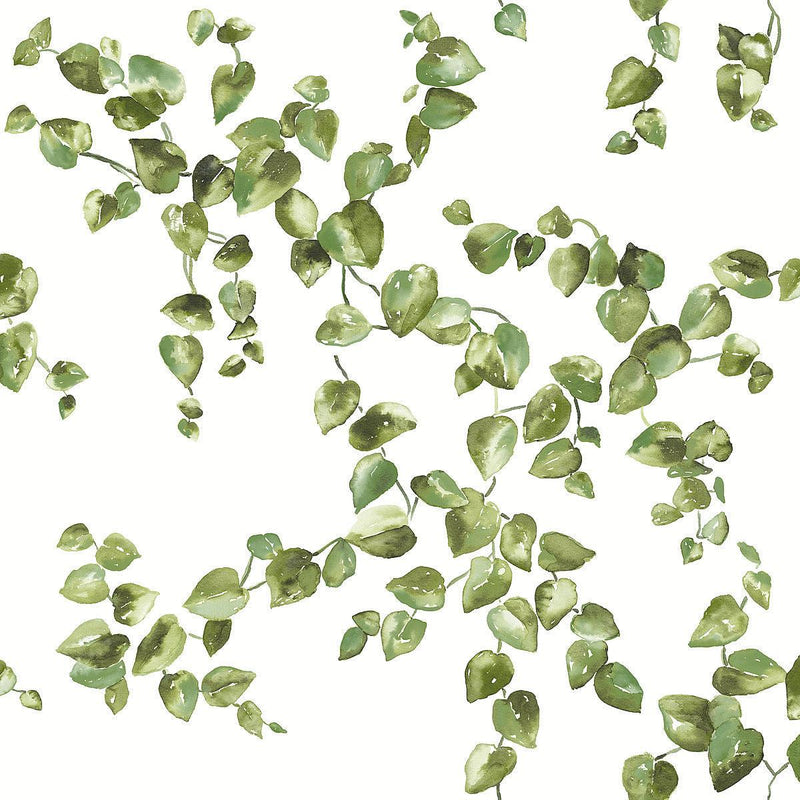 Wallpaper Creeping Fig Vine Wallpaper Sample // Green 8 x 10 