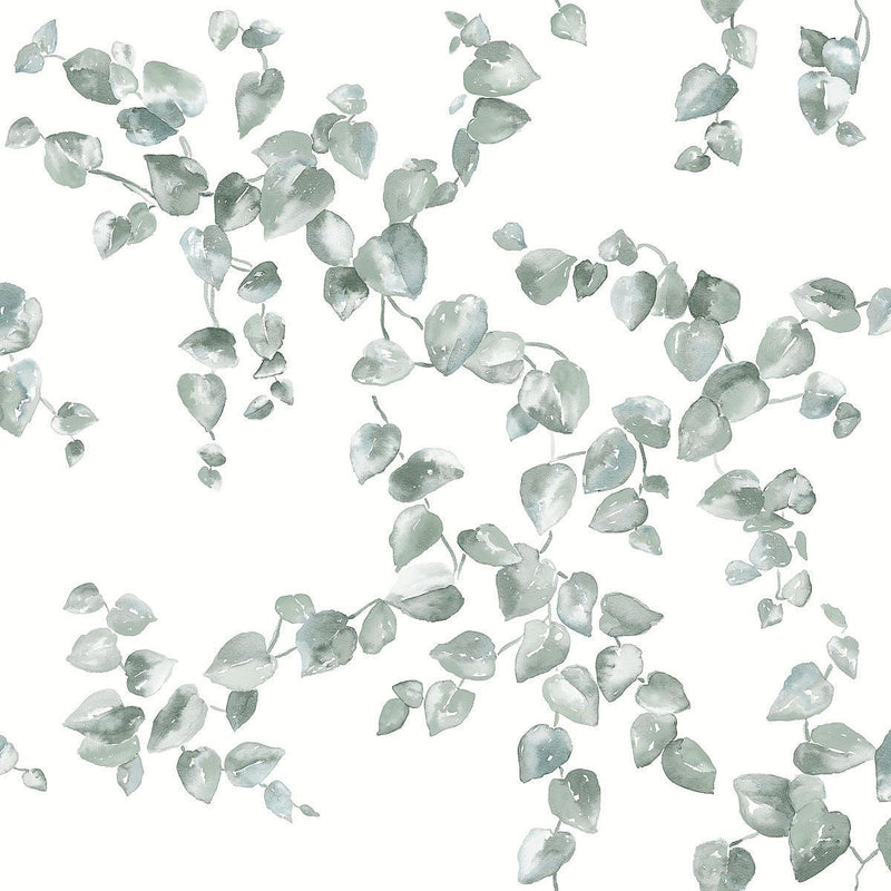 Wallpaper Creeping Fig Vine Wallpaper Sample // Sage 8 x 10 