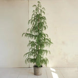  Faux Cedar Tree in Basket 